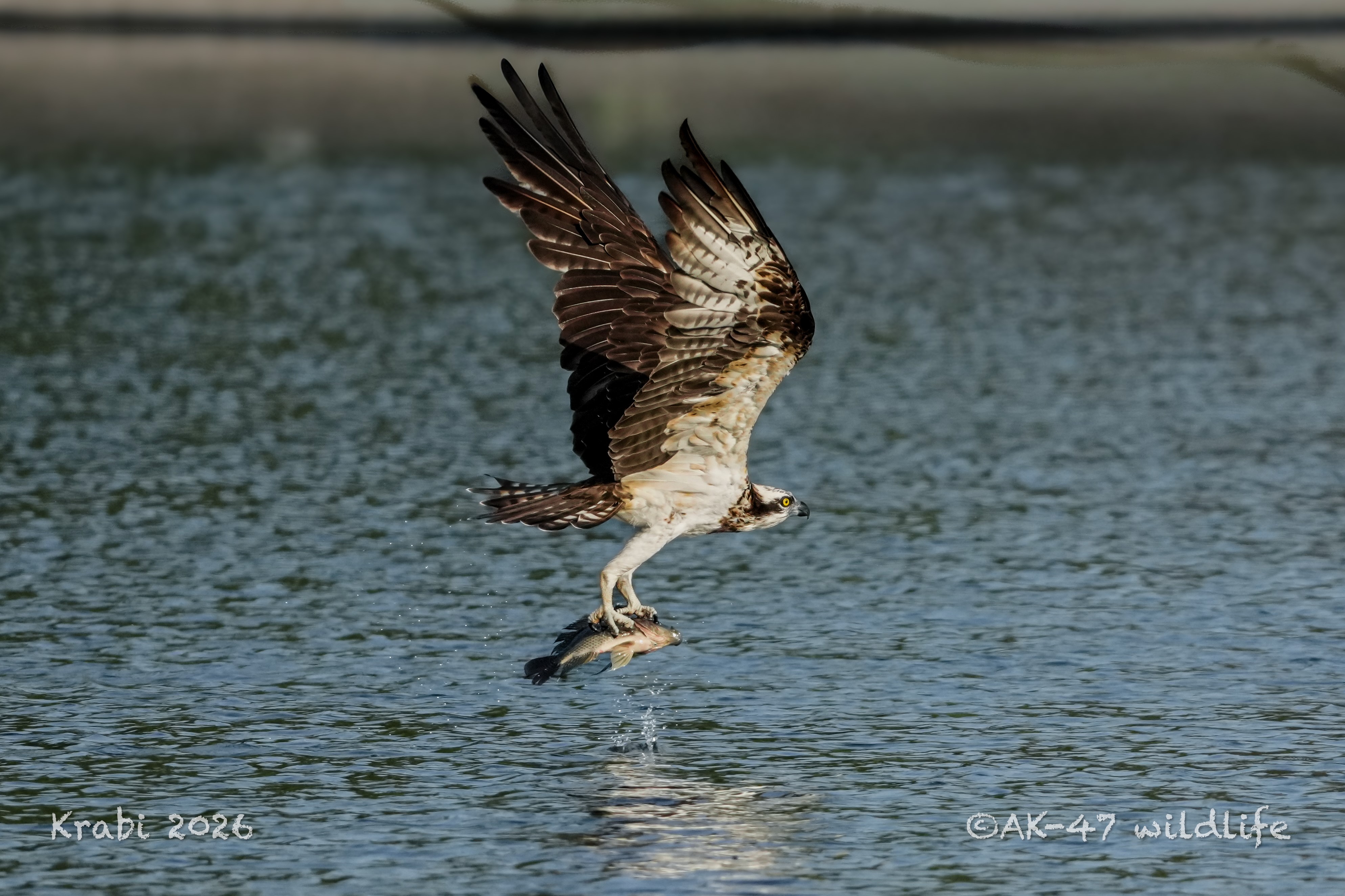 Krabi Overseas Workshop, Jan 2026